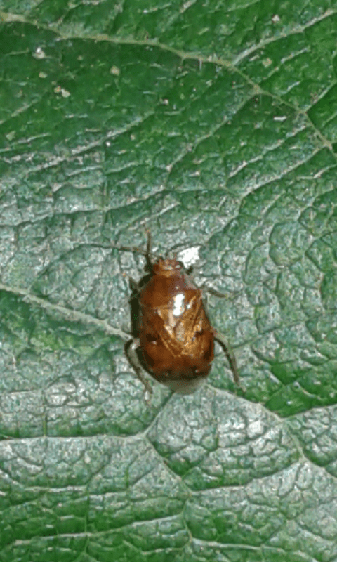 Miridae : Deraecoris lutescens?  S